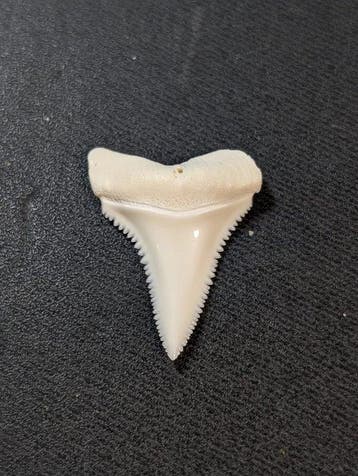Witte haai Tand - Carcharodon Carcharias - 29 mm - 22 mm - 4