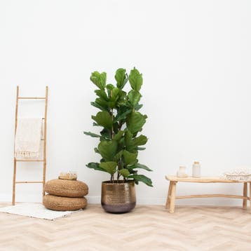 Green Bubble - Ficus Lyrata struik - 180cm - Ø27 cm, Huis en Inrichting, Kamerplanten, Ophalen of Verzenden