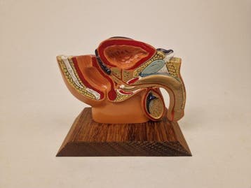 Anatomisch model - kunststof - 1980-1990 - Mannelijke bekken
