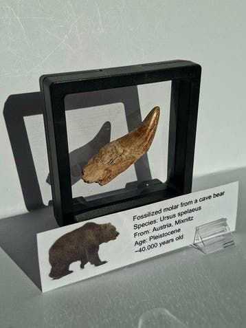 Holenbeer - Fossiele tand - Ursus spelaeus CANINE (Zonder, Verzamelen