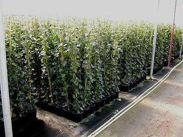Hedera - Klimop in diverse maten - LAAGSTE PRIJS, Ophalen of Verzenden