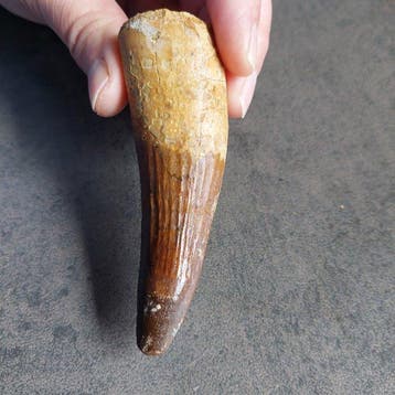 Dinosaurus - Fossiele tand - Spinosaurus aegyptiacus - 92 mm