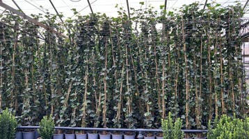 Hedera hibernica -Ierse klimop 60/80 t/m 250/300 cm, Ophalen of Verzenden, Overige soorten, Haag, 100 tot 250 cm