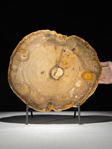 C - Prachtige grote rode schijf van versteend hout op een op