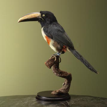 Arassari Taxidermie Opgezette Dieren By Max, Ophalen of Verzenden, Nieuw, Vogel, Opgezet dier