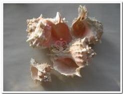 Pink Murex / Bicolor Schelpen 1 kilo, Ophalen of Verzenden, Nieuw