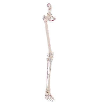 Anatomie model beenskelet en bekken met spieren, Nieuw