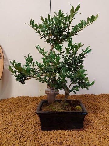 Japanese holly bonsai (Ilex crenata) - Hoogte (boom): 30 cm
