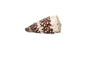 Gestreepte kegelschelp Conus bandanus | Zeldzaam, Nieuw
