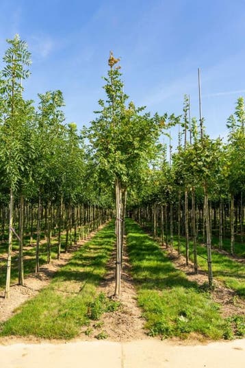 Koelreuteria paniculata hoogstam 8/10, Tuin en Terras, Planten | Tuinplanten