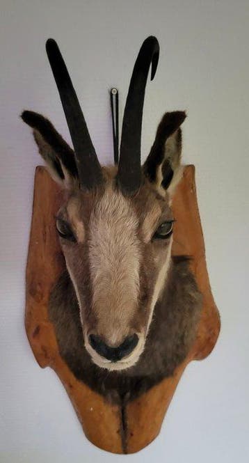 Gems Taxidermie volledige montage - Rupicapra rupicapra - 65, Nieuw
