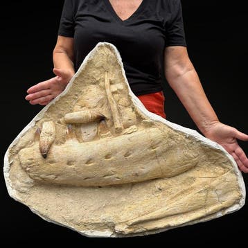 Mosasauruskaak – authentiek natuurlijk exemplaar - Fossiele, Verzamelen