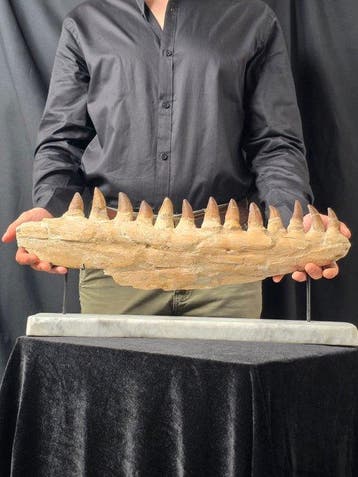 Mosasaurus - Fossiele tand - Mosasaur jaw from Morocco with, Verzamelen, Mineralen en Fossielen