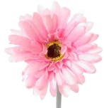 Gerbera Roze Zijdenbloem 50 cm per stuk, Ophalen of Verzenden, Nieuw