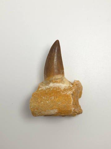 Mosasaurus - Fossiele tand - 6 cm (Zonder minimumprijs)