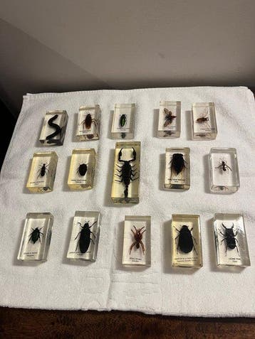 Themacollectie - Insectenverzameling in transparante hars