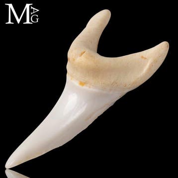 Mako-haaientand – Bovenste Voorste Snijtand - 43 mm - Isurus, Antiek en Kunst