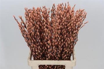 Katjeswilg Gekleurde Wilgenkatjes Salix Zalm bundel 10 stuks, Ophalen of Verzenden, Nieuw
