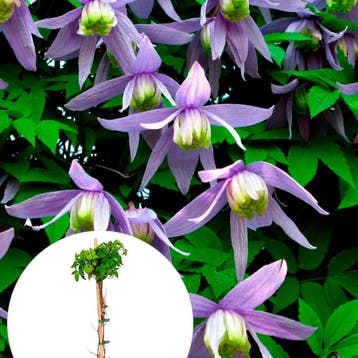 Clematis Alpina container (P15) Sierplanten, Raskleur, Verzenden, Lente, Overige soorten, Halfschaduw