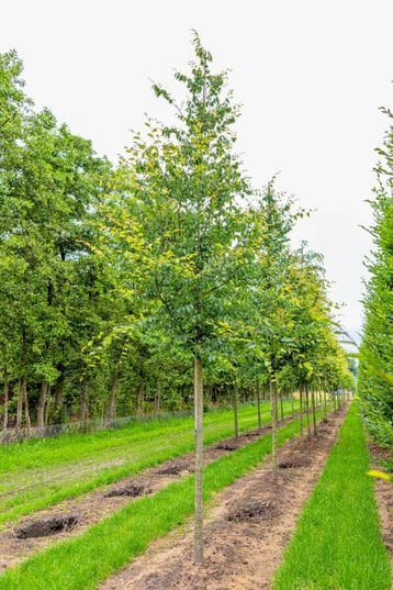 Zelkova serrata hoogstam 18/20