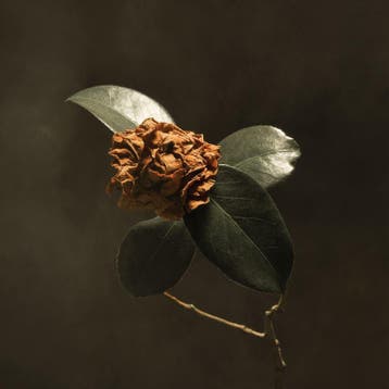 lp nieuw - St. Paul &amp; The Broken Bones - Young sick c..., Cd's en Dvd's, Vinyl | Pop, Verzenden, Zo goed als nieuw, Overige formaten