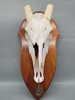 Oryx Skelet - Oryx Trophäe – „Oryx 15.10.91 Lievenberg“ –, Nieuw