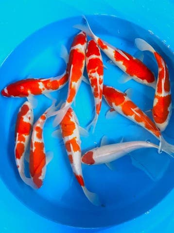 Hirasawa Marusei 29-34cm (Japanse Koi), Karper of Koi