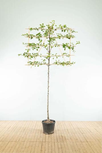 Pyrus calleryana Chanticleer leiboom