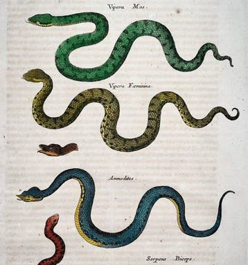 Matthäus Merian (b1593) - hand coloured folio: Snakes,