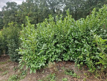 OPRUIMING laurier 125 tot 225 cm Rotundifolia 50% korting, Ophalen, Laurier, Haag, 100 tot 250 cm