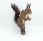 Red Squirrel - Taxidermie wandmontage - Sciurus vulgaris -, Nieuw