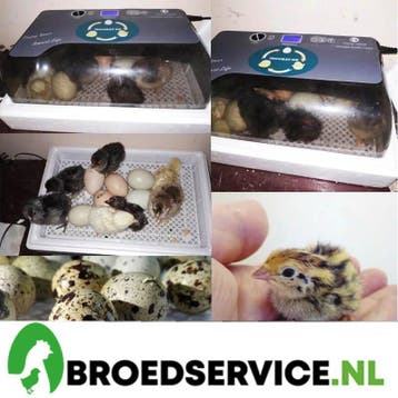 Slimme broedmachines met GRATIS broedeieren naar keuze!, Dieren en Toebehoren, Pluimvee | Toebehoren, Verzenden, Nieuw, Broedmachine