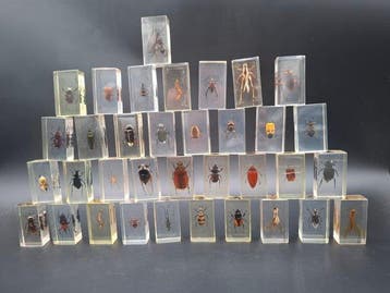 Ongewervelde Taxidermie volledige montage - Scarabaeidae -