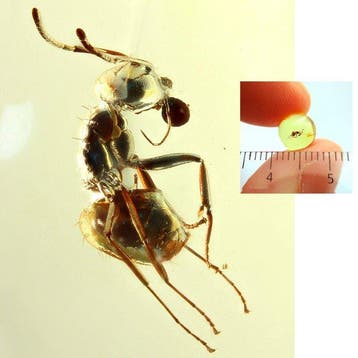 Amber - Barnsteen - Ant - Interesting bead for jewellery - 7
