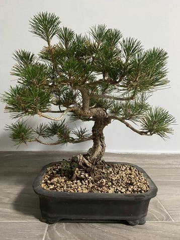 Den bonsai (Pinus) - Hoogte (boom): 35 cm - Diepte (boom):