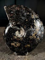 ammoniet met hematiet - Gefossiliseerd dier - cleoniceras, Nieuw