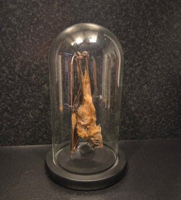 Vleermuis Taxidermie volledige montage - Chiroptera - 20 cm