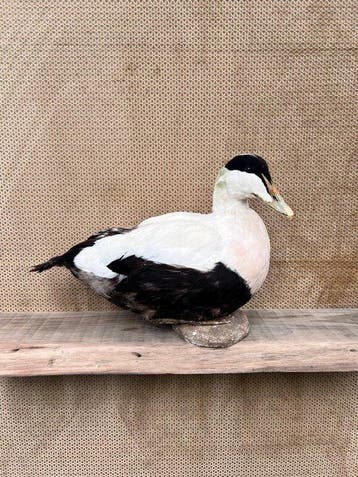 Eend Taxidermie volledige montage - Somateria mollissima -, Nieuw