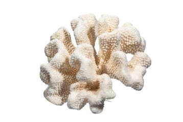 Exclusieve, echte witte steenkoraal (Pocillopora /, Nieuw
