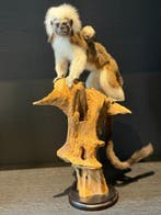 Aap Taxidermie volledige montage - Saguines oedipus - 45 cm, Nieuw