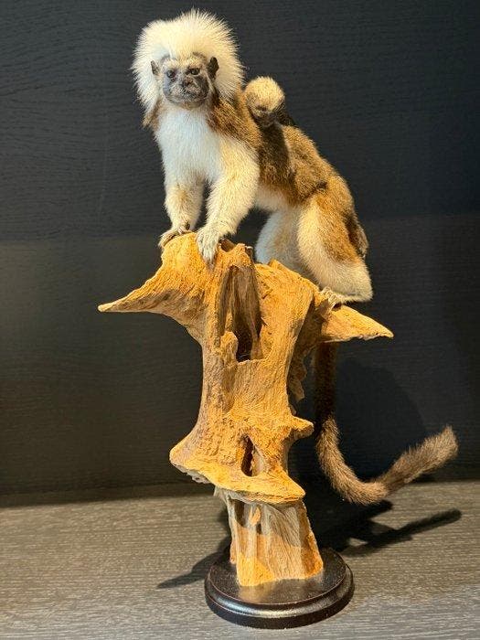 Aap Taxidermie volledige montage - Saguines oedipus - 45 cm, Verzamelen, Dierenverzamelingen