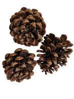 Dennenappels Pinus Pinea Naturel 50 stuks, Ophalen of Verzenden, Nieuw