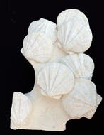 Kunst en paleontologie - Gefossiliseerde schelp -, Verzamelen