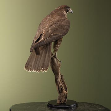 Hybride Valk Taxidermie Opgezette Dieren By Max, Ophalen of Verzenden, Nieuw, Vogel, Opgezet dier