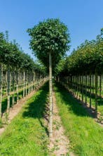 Fraxinus ornus Mecsek bolvorm 10/12 225cm stam