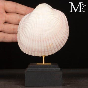 Maoricardium Pseudolima-schelp op een houten en koperen, Verzamelen, Nieuw