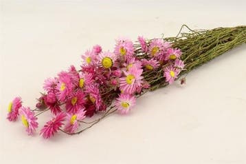 Acroclinium pink helipterum droogbloem ca. 60 cm bundel 100, Ophalen of Verzenden, Nieuw