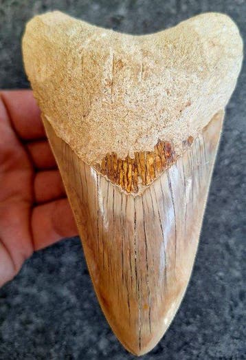Megalodon - Fossiele tand - 13.1 cm - 8 cm