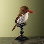 Zebra-IJsvogel V Taxidermie Opgezette Dieren By Max, Ophalen of Verzenden, Nieuw, Vogel, Opgezet dier