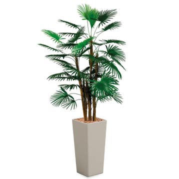 Rhapis Palm kunstplant, H185cm, Huis en Inrichting, Ophalen of Verzenden, Palm, 150 tot 200 cm